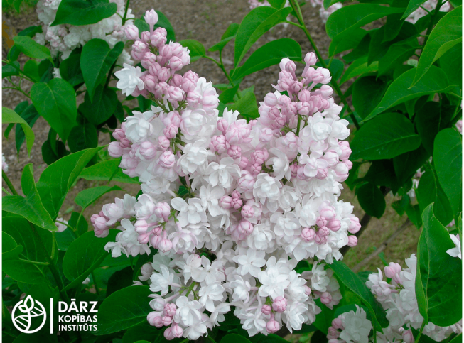 Syringa vulgaris   BEAUTY OF MOSCOW = 'Krasavitsa Moskvy'